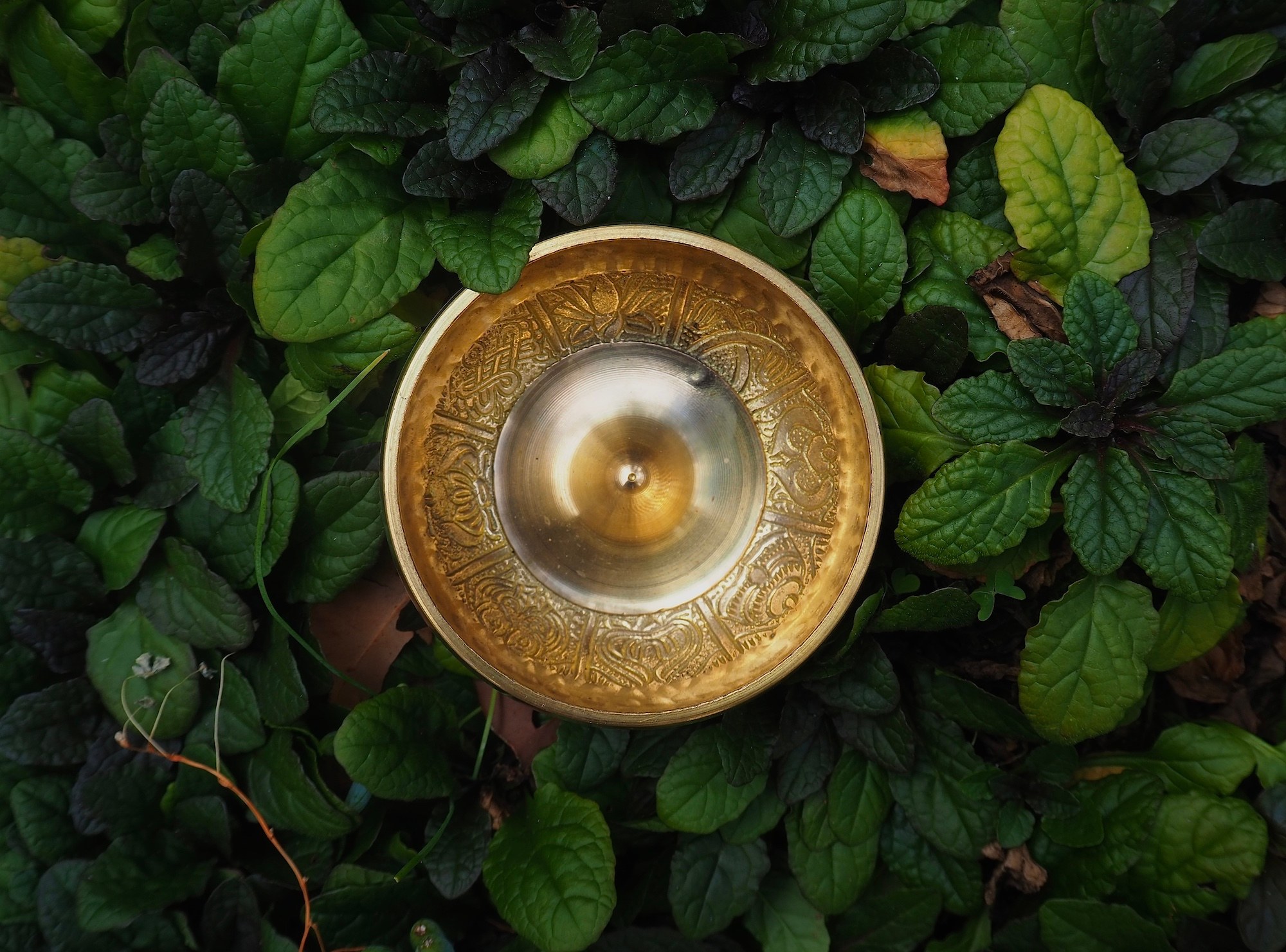 An engraved singing bowl resting among deep green leaves.