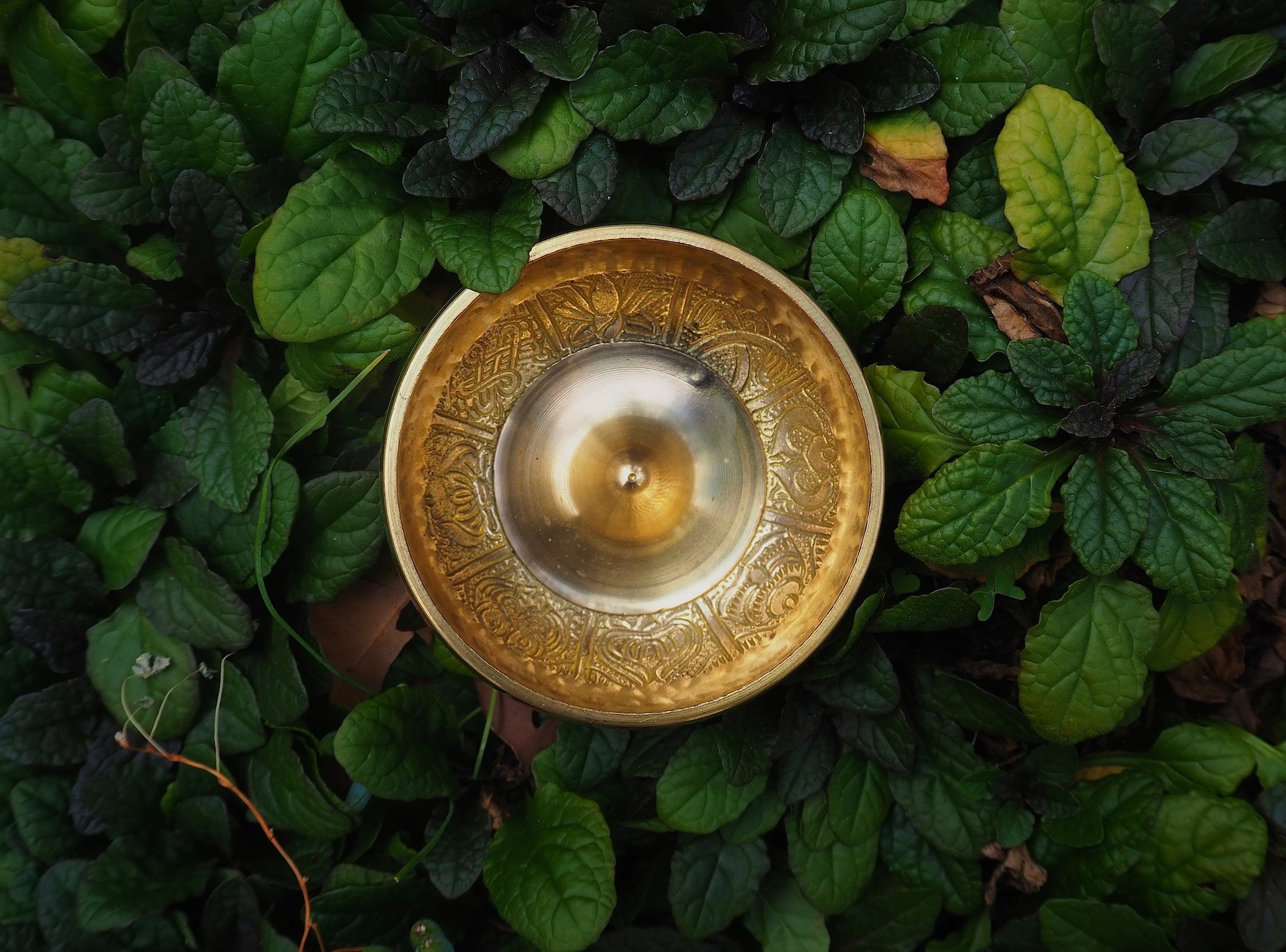 An engraved brass singing bowl resting among deep green leaves.