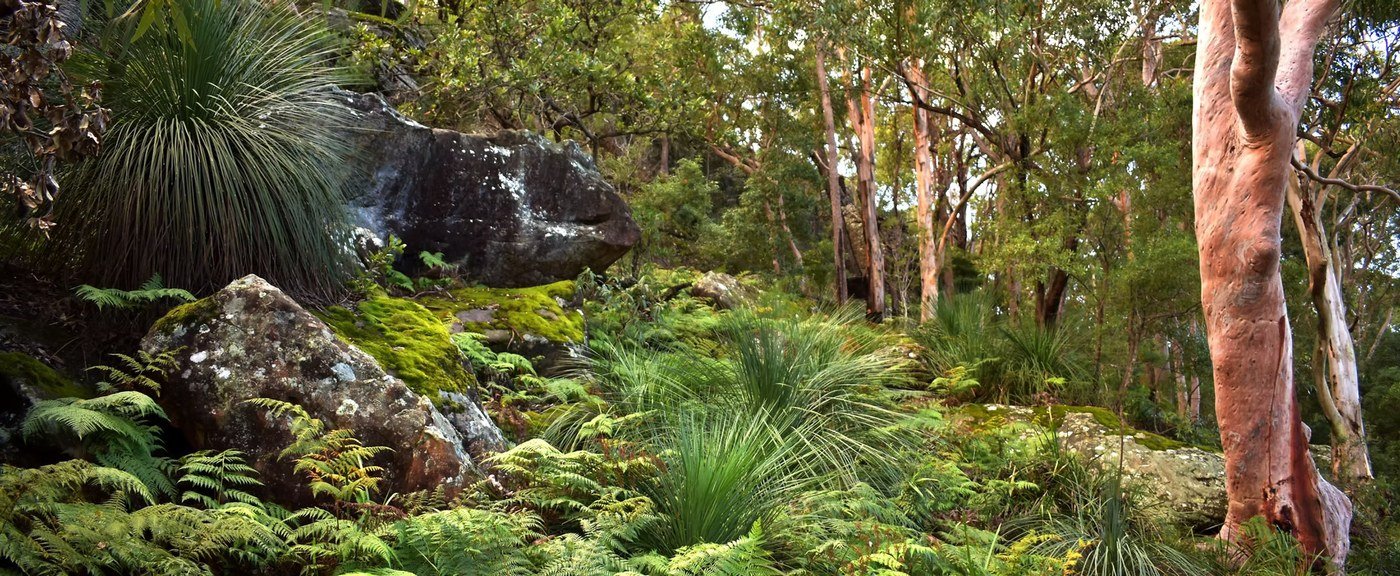 Sunlight falls across ferns, rocks and trees in a lush wooded landscape.